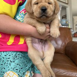 Bandit - Yellow male Labrador Retriever puppy in Canton, Georgia from Dukes Retirevers