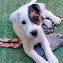 Elvis Presley - Tri-color male Jack Russell Terrier puppy in California from Kimberlite