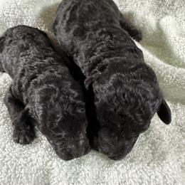 Boy 2 - Black male Poodle puppy in Rockvale, Tennessee from Cosmic Chinese Cresteds & Wind-Echo Poodles
