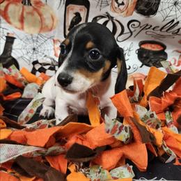 Shelby - Piebald female Dachshund puppy in Anaconda, Montana from Williams Family Dachshunds