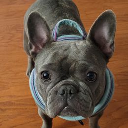 Luna - French Bulldog