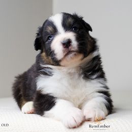 Australian Shepherd Puppies from RemEmber Australian Shepherds