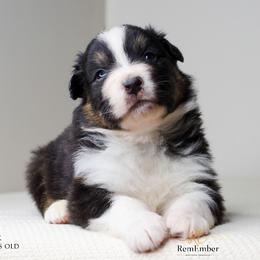 Australian Shepherd Puppies from RemEmber Australian Shepherds