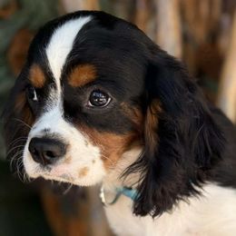 Pongo - Cavalier King Charles Spaniel