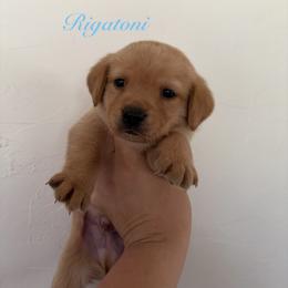 Rigatoni - Yellow male Labrador Retriever puppy in Tomahawk, Wisconsin from Mahner Labs