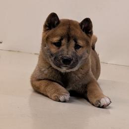 Coco - Red female Shiba Inu puppy in Warren County, New Jersey from Yellow Gate Kennel