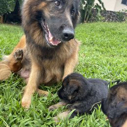 German Shepherd Puppies from Oahu German Shepherds
