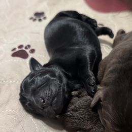 Brown Collar - Black male Labrador Retriever puppy in Somerset, California from Cantina Labs and Cavs