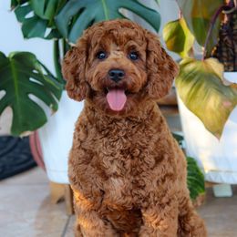 Bonnie - Cavapoo