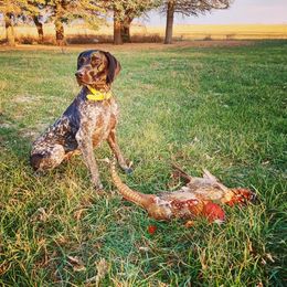 Cricket - German Shorthaired Pointer