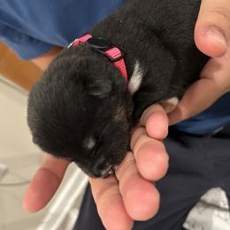 Paris - Black and tan female Shiba Inu puppy in Elizabeth, New Jersey from Shiba Inu Loving Care