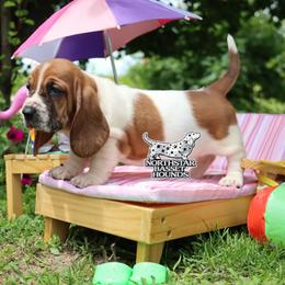 Shell - Mahogany and white female Basset Hound puppy in Pollock, Missouri from Northstar