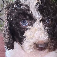 Double Doodles from Lazy t ranch