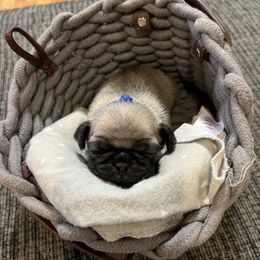 Blue - Fawn male Pug puppy in New Tazewell, Tennessee from Sweet Warner Pugs
