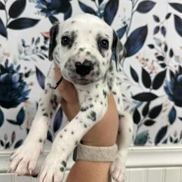 Gameboy - White and black male Dalmatian puppy in Gray, Georgia from Fuller Spots