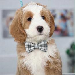 Gray-noodle - Red male Bernedoodle puppy in Yuciapa, California from AlltheDoodlez_