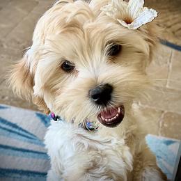 Maltipoo All Grown Up from Marci's Maltipoos