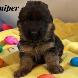 Juniper - Black and red male German Shepherd puppy in Beaverdam, Virginia from Mayhew German Shepherds (formerly B&R Kennel)