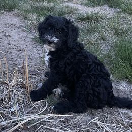Girl 1 - Black and white Bernedoodle puppy in Amherst, Nebraska from Pile Family Goldendoodles