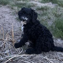 Girl 1 - Black and white Bernedoodle puppy in Amherst, Nebraska from Pile Family Goldendoodles