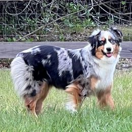Mae - Australian Shepherd