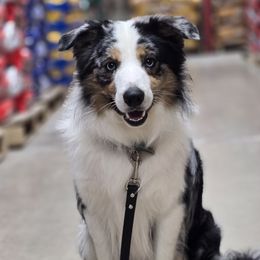 Border Collies and Chihuahuas from Riverwood