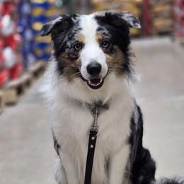 Border Collies and Chihuahuas from Riverwood