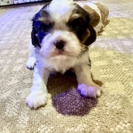 Cavalier King Charles Spaniel Puppies from Tidal Tails