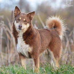 Esko - Lapponian Herder