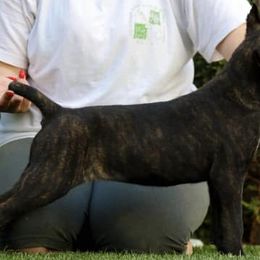 Cane Corso from Junuzovic Cane Corso