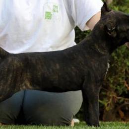 Cane Corso from Junuzovic Cane Corso