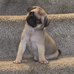 Waffle - Fawn male Pug puppy in Cincinnati, Ohio from Pugs513