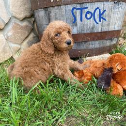 Goldendoodle Puppies from Bear Ridge Doodles
