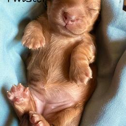 Twister - Red female Dachshund puppy in Michigan from Hidden Haven Dachshunds