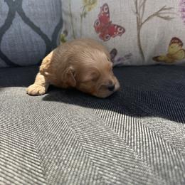 Yellow female - Red female Maltipoo puppy in Ludlow, Missouri from Countryside Doodles and Mohr