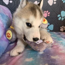 Siberian Husky Puppies from Canace Siberians