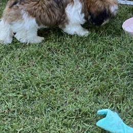 Shih Tzu Puppies from Margaret Szegda
