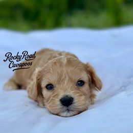 Cheryl - Cream female Cavapoo puppy in Nashville, Arkansas from Rocky Road Puppies