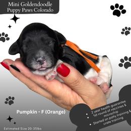 Pumpkin - Parti female Goldendoodle puppy in Fort Lupton, Colorado from Puppy Paws Colorado