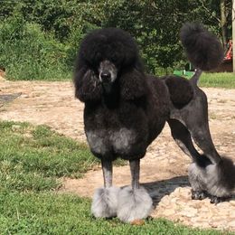 Dahlia - Poodle
