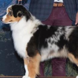 Miniature American Shepherds from Mount Peak Mini American Shepherds