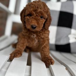 Goldendoodle Puppies from The Doodle Spot