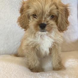 Australian Labradoodle, Cavapoo, Goldendoodle, and Poodle Puppies from Leila Pearson