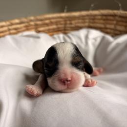 Bud - Tri-color male Cavalier King Charles Spaniel puppy in Katy, Texas from True Heart Cavaliers llc