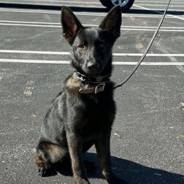 Vixen - Sable female German Shepherd puppy in Clarkrange, Tennessee from Vom Wolff