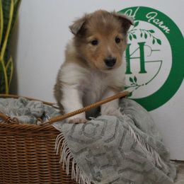 Aspen - Sable merle female Collie puppy in Versailles, Indiana from Circle H Farm