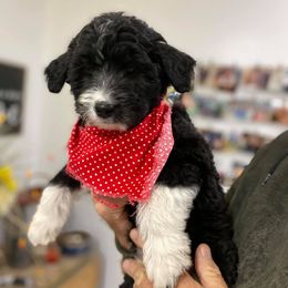 Aussiedoodles, Australian Shepherds, Miniature American Shepherds, and Poodles from Mammydoodles282