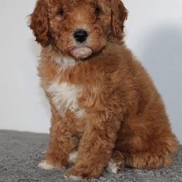 LIVY - female Cavapoochon puppy in Fredericksburg, Ohio from Timshell Farm Specialty Crossbreed Puppies