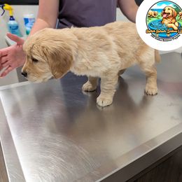 Golden Retriever Puppies from Splish Splash Goldens LLC
