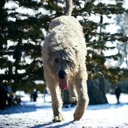 Irish Wolfhound and Pomsky All Grown Up from Bingo's Puppies